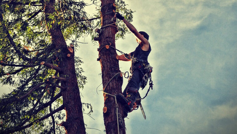 Tree Removal Service