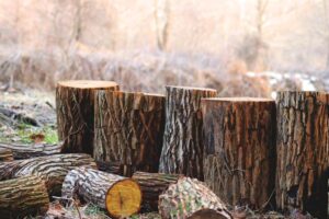 Tree Stump Removal Service